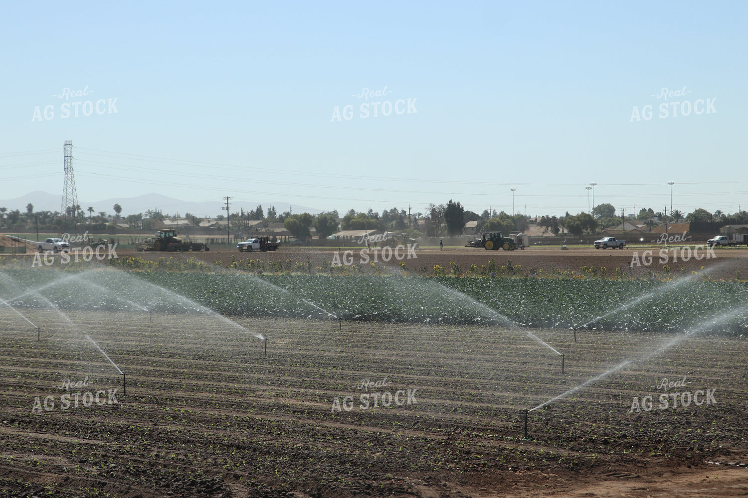 Artichoke Field 102113