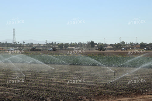 Artichoke Field 102113