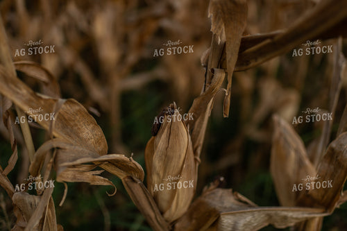Dried Corn Ear 59088