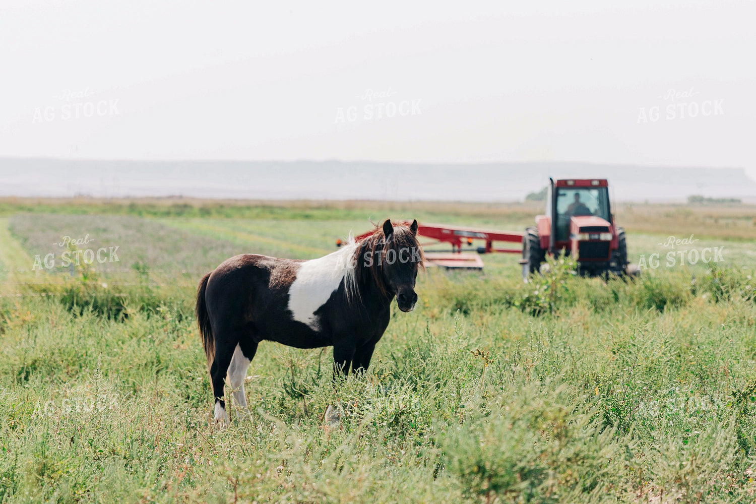 Horse in Pasture 61048