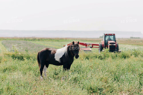 Horse in Pasture 61048