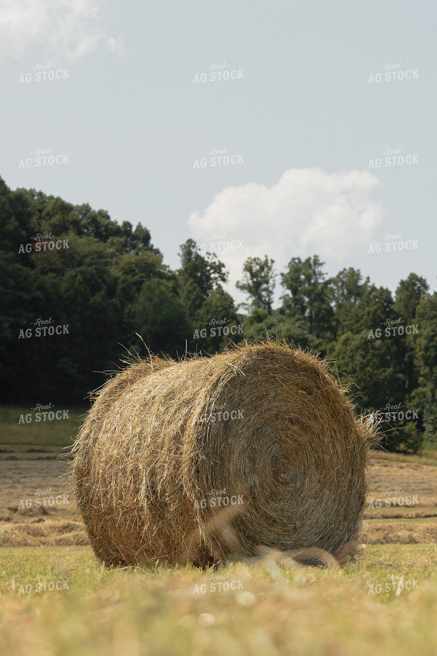 Round Hay Bale 295011