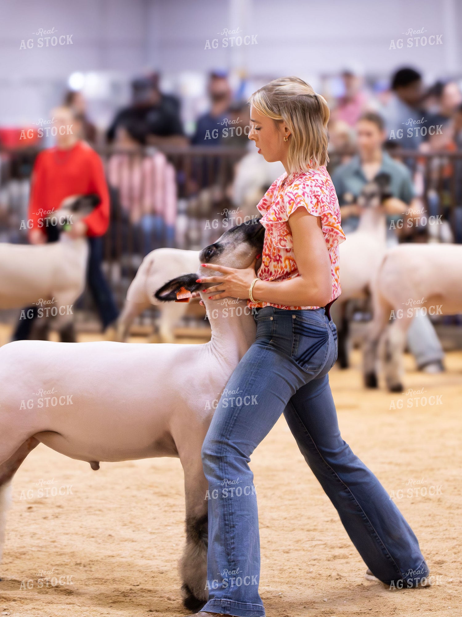 Showing Sheep 288028