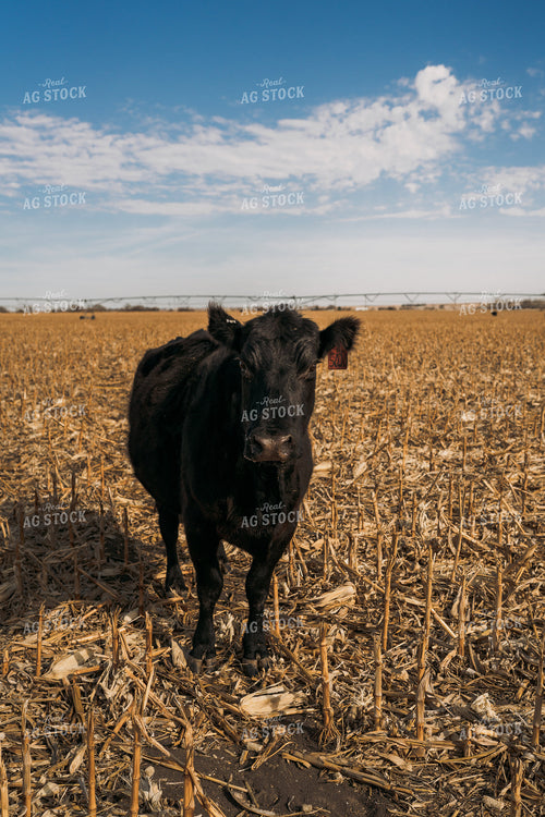 Black Angus Cow on Corn Stalks 196258