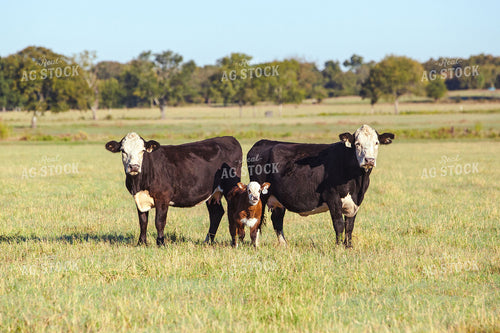 Cows and Calf in Pasture 81061
