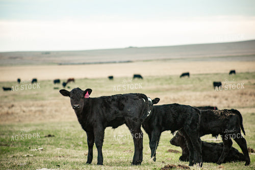 Calves on Pasture 155691
