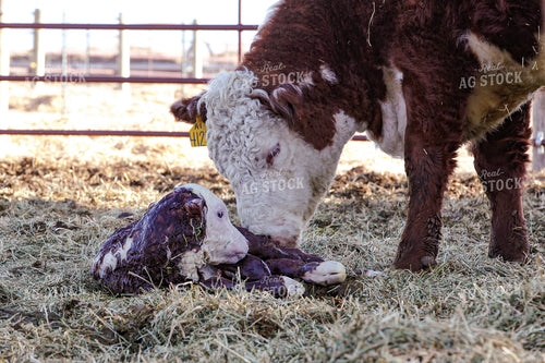 Hereford Cow and Calf 81111