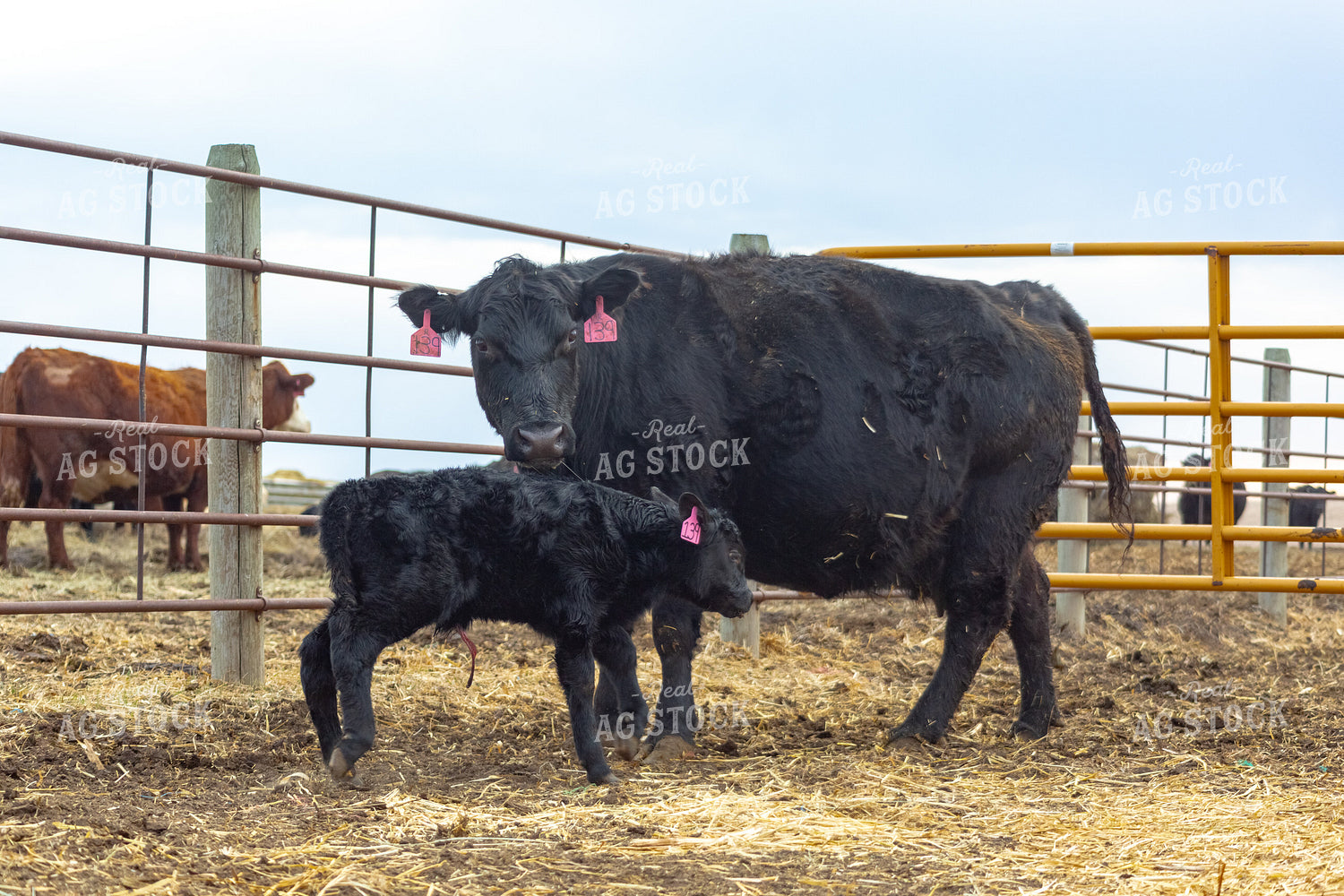 Cow Calf Pair 155351