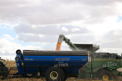Unloading Corn into Grain Cart 82319