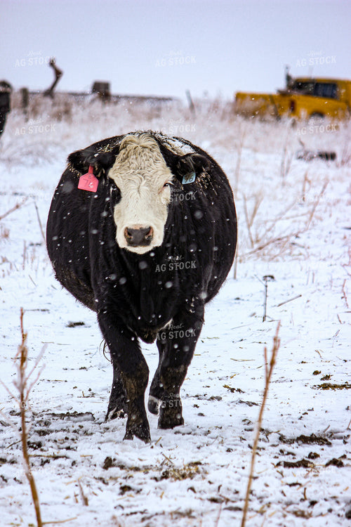 Black Baldy Cattle 155012