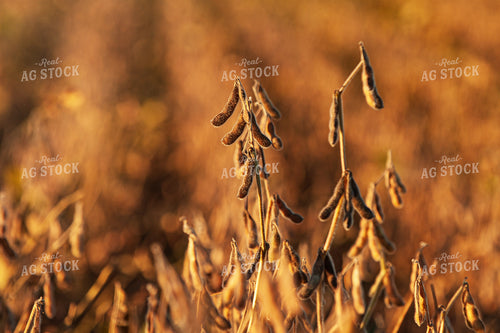 Dried Soybeans 150017