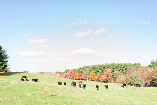 Various Cattle Types in Pasture 74018