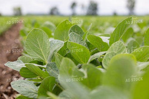 Soybeans 79877