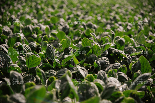 Soybeans 137051