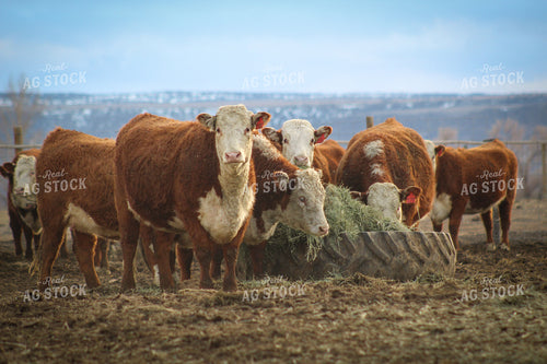Bred Hereford Heifer Cattle 78169