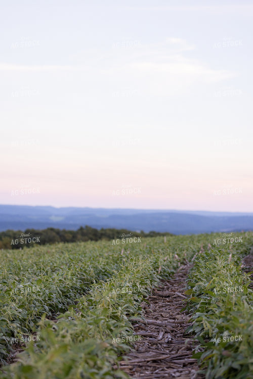 Soybean Field in Drought 233041