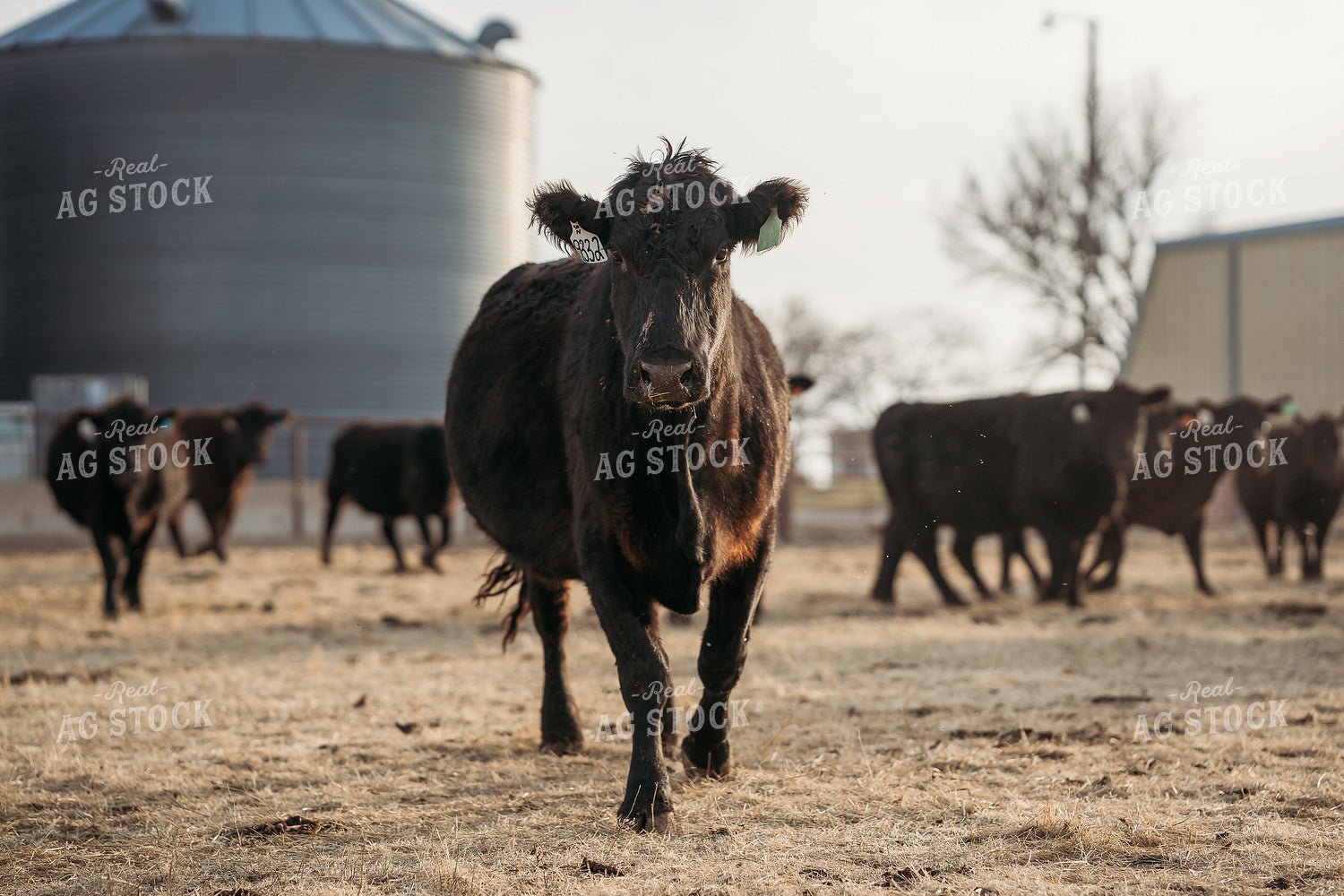 Black Angus Cattle 196230