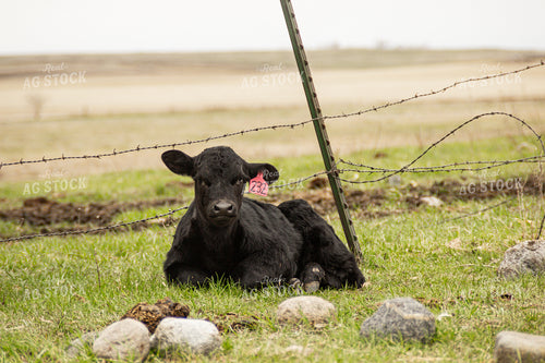 Calf 155126