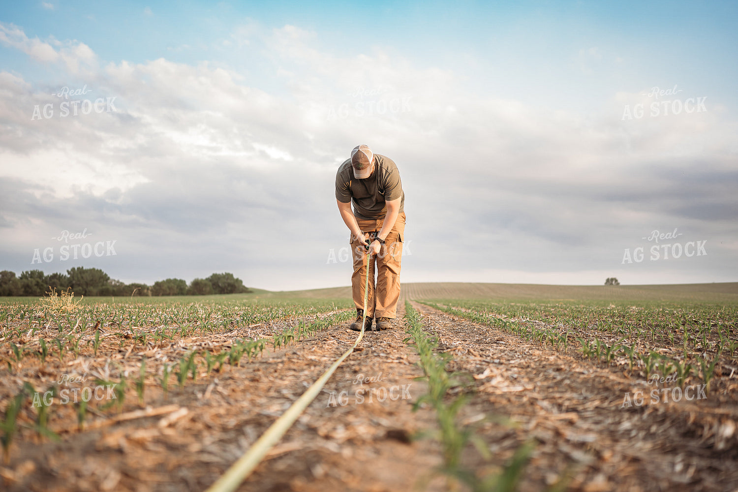 Agronomist Checking Early Corn Growth 196068