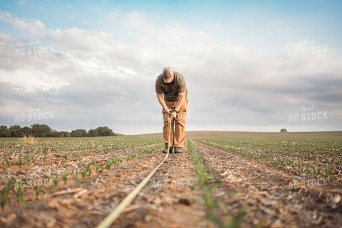 Agronomist Checking Early Corn Growth 196068