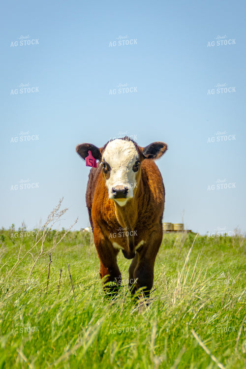 Young Calf Standing in Pasture 155190