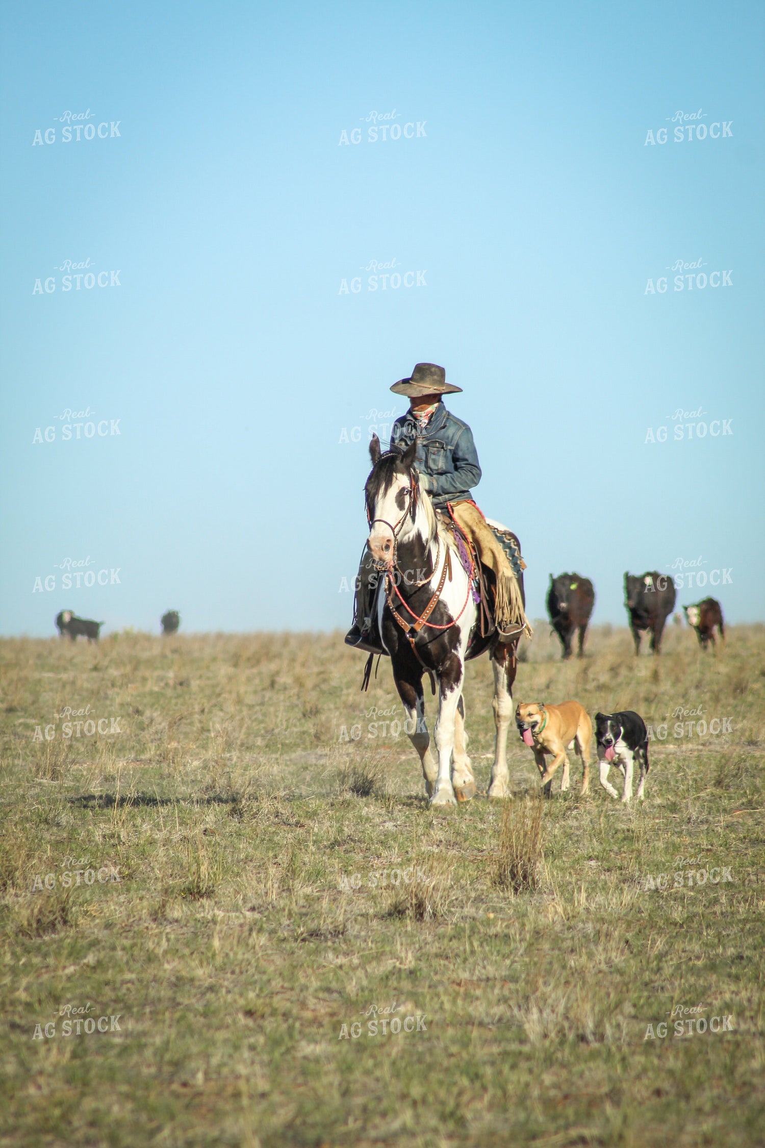 Male Rancher on Horse with Cattle 78005