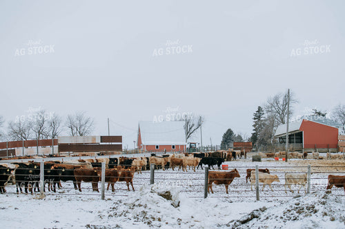 Cattle in Farmyard 77187
