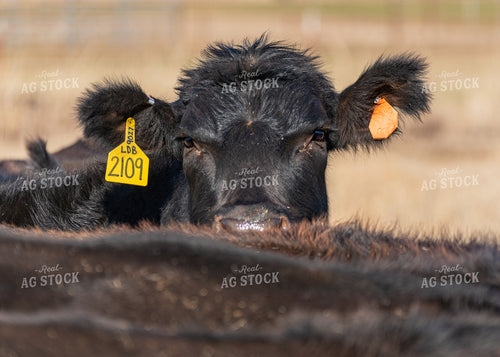 Black Angus Cattle 231039