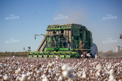 Cotton Harvest 291077