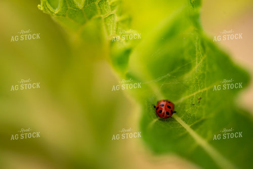 Ladybug Sits on Young Soybean Plant Leaf 136048
