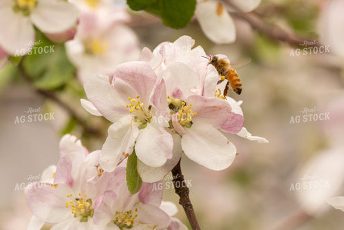 Bee with Apple Blossoms 161156