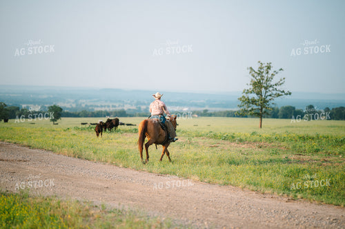 Rancher Herding Angus Cattle in Grassy Pasture on Horseback 125129