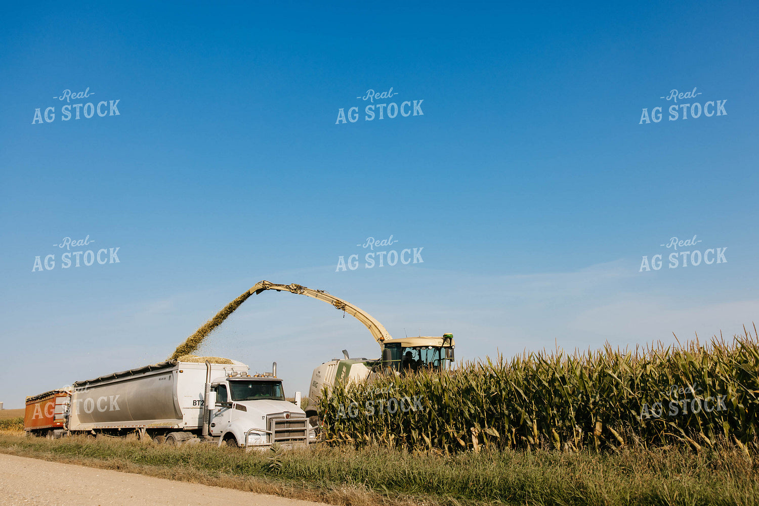 Chopping Corn Silage 152530