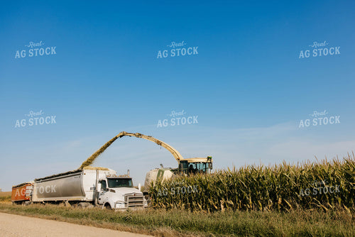 Chopping Corn Silage 152530