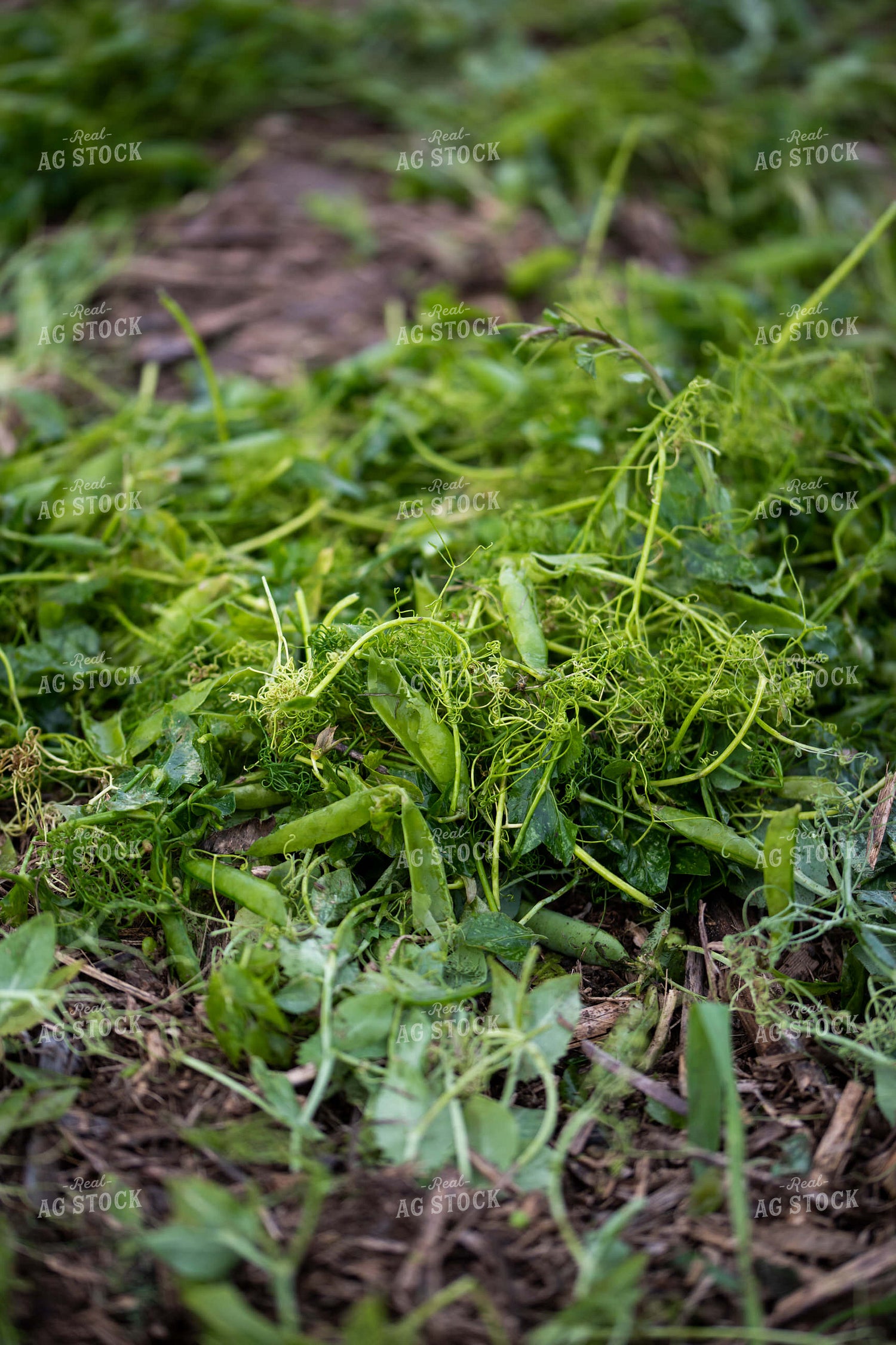 Up Close Pea Plants 76176