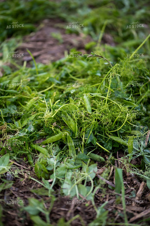 Up Close Pea Plants 76176