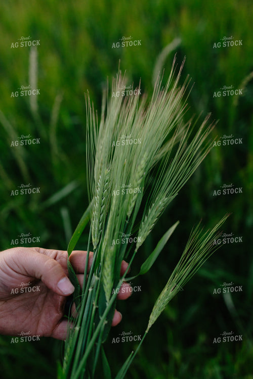 Checking Barley 204037
