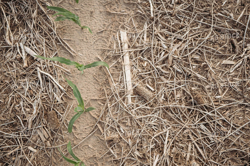 Early Corn Growth 196067
