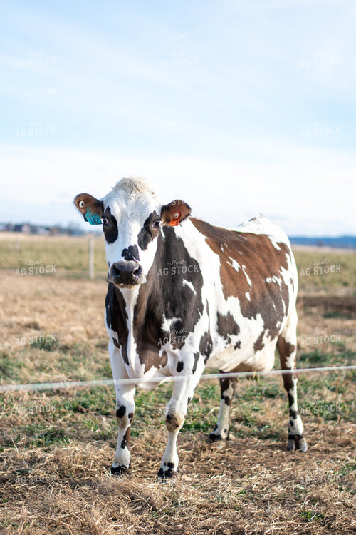 Holstein Cow in Grassy Pasture 50378