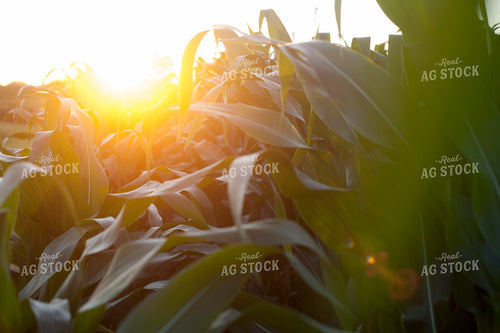 Corn - Mid-Season 1249