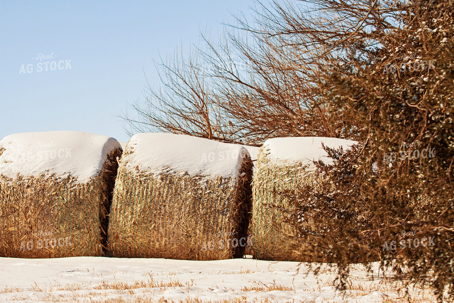 Corn Stalk Bales in Snow 150028