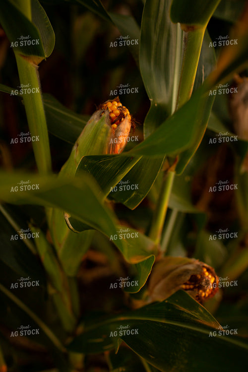Corn - Mid-Season 2335