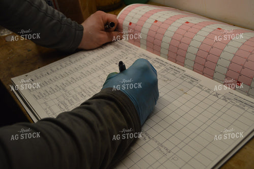 Checking Cattle 206068