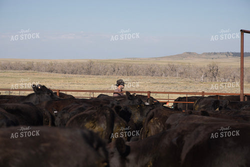 Working Cattle 117148