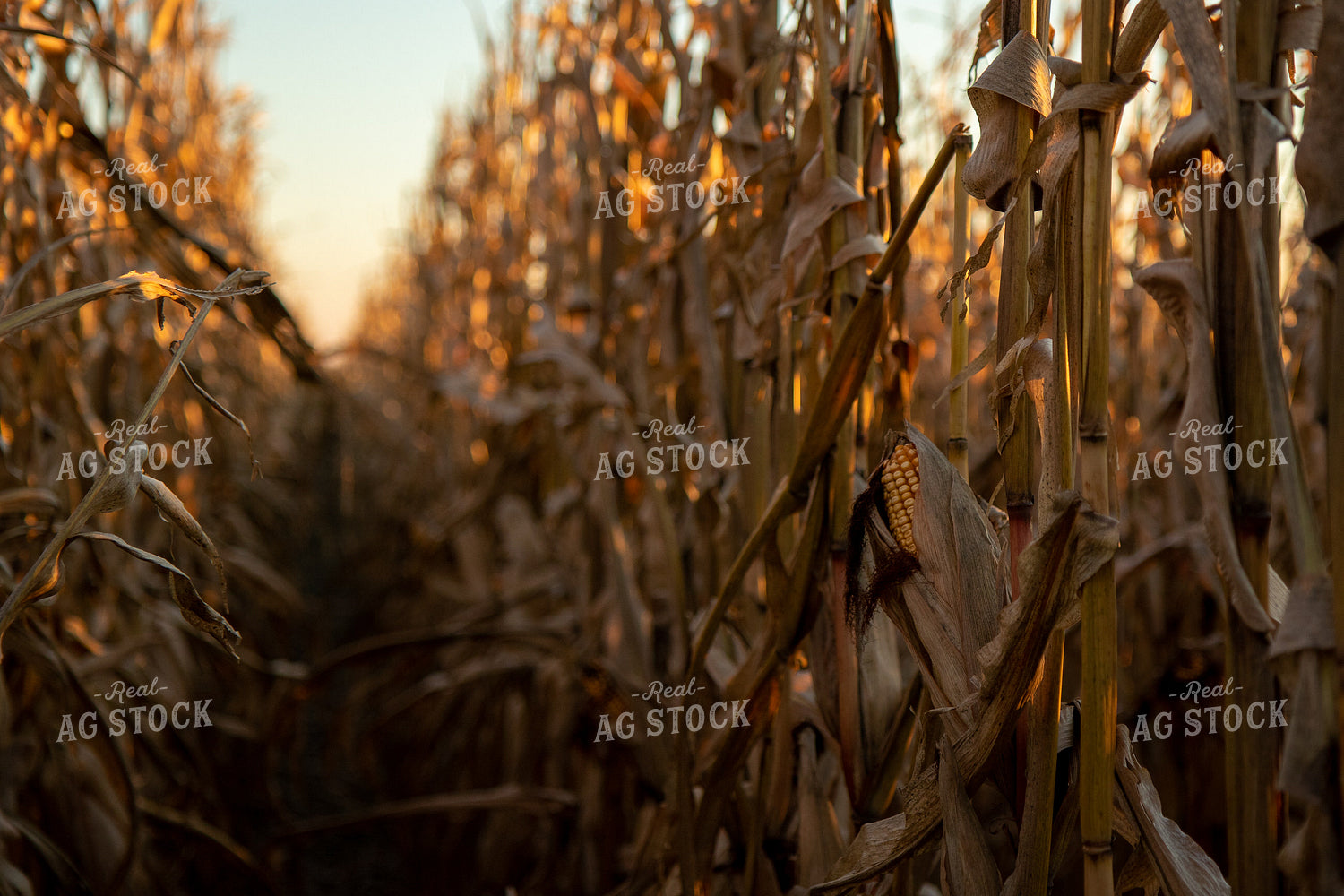 Dried Corn Field at Sunset 67218
