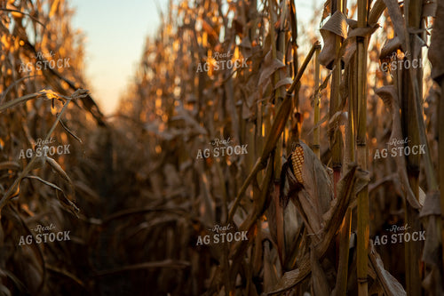Dried Corn Field at Sunset 67218