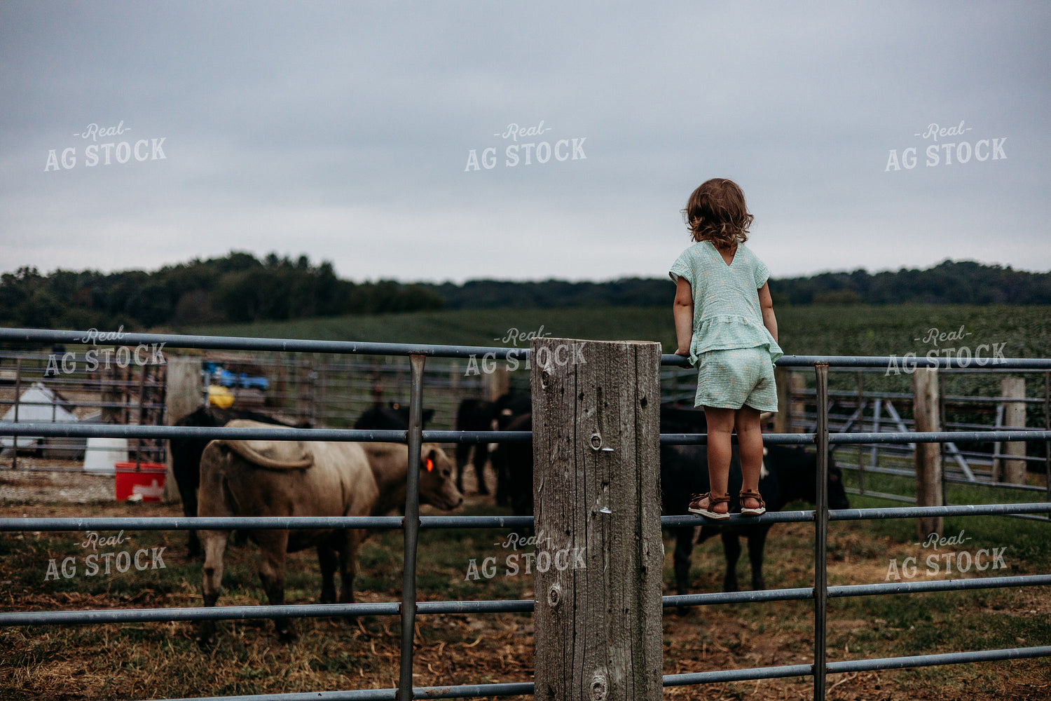 Farm Kid Looking at Cattle in Pen 281048