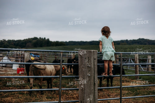 Farm Kid Looking at Cattle in Pen 281048