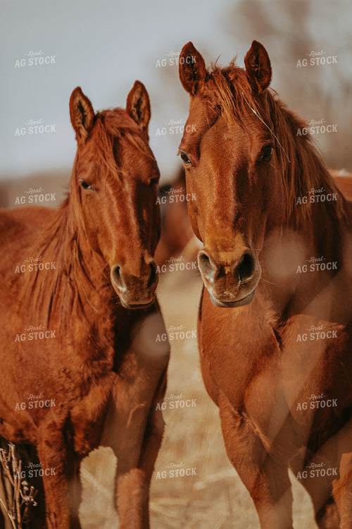 Horses 202009
