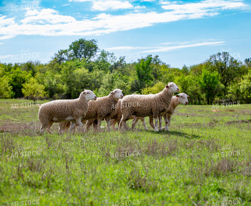 Dorper Ewes in Pasture 134026